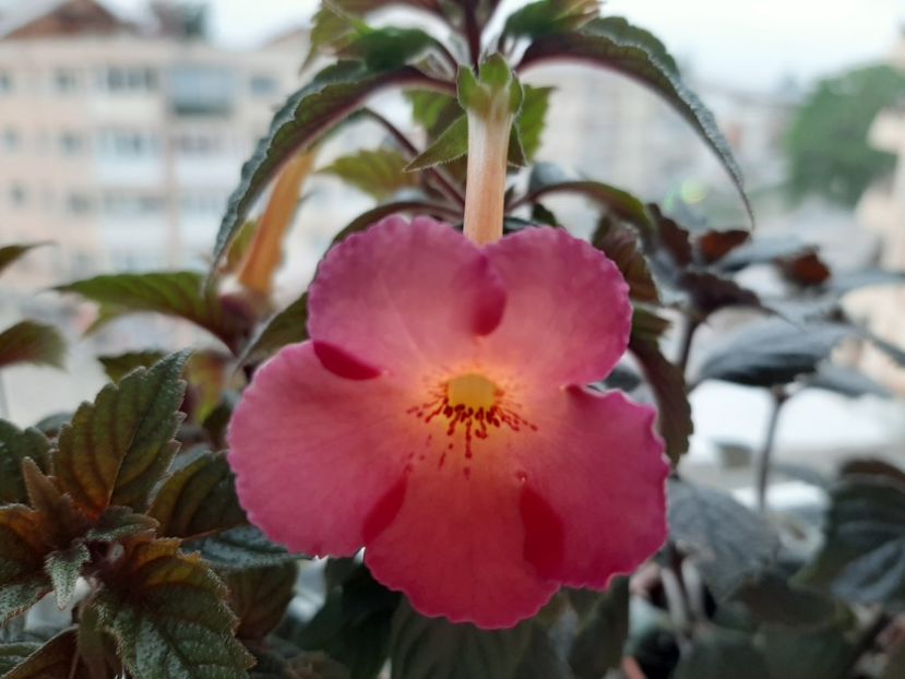  - achimenes-primele incercari