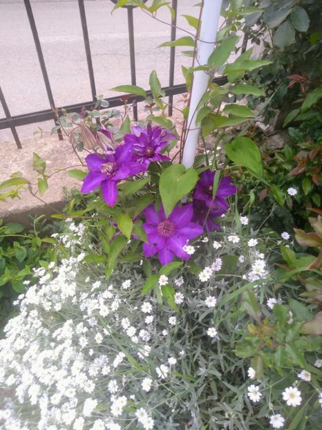  - Gradina mai 2020