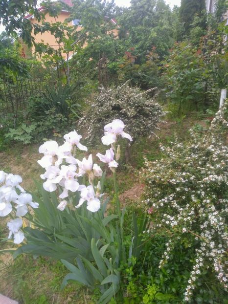  - Gradina mai 2020