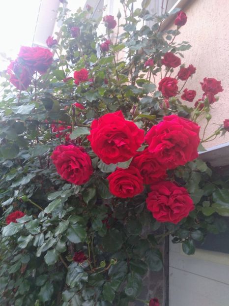  - Gradina mai 2020