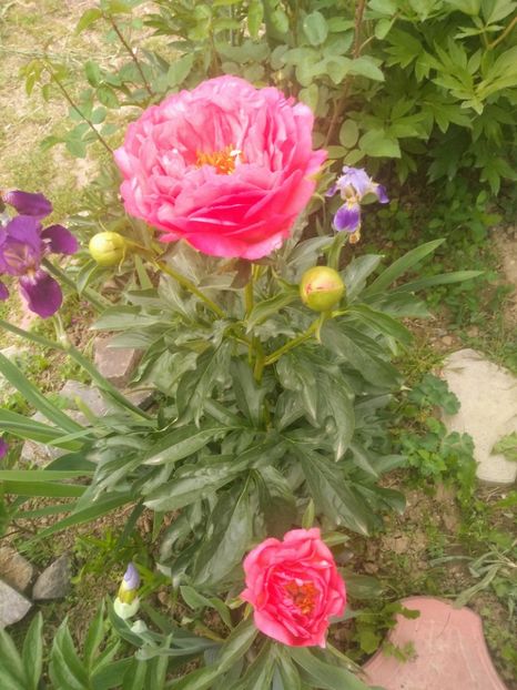  - Gradina mai 2020