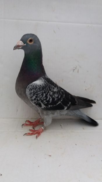 F 2015 vanduta - De! voiajori vanduti