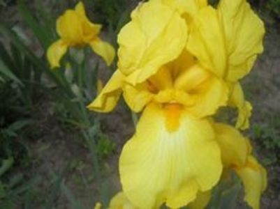 iris Pride of Ireland-8lei - aaPlante ornamentale disponibile