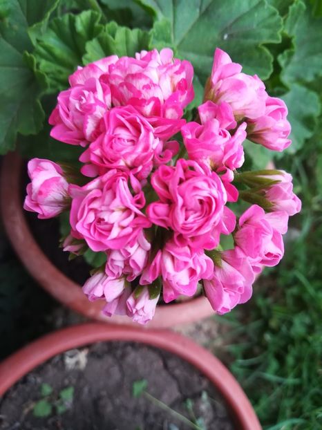 Australian Pink Rosebud - A-Muscate 2020