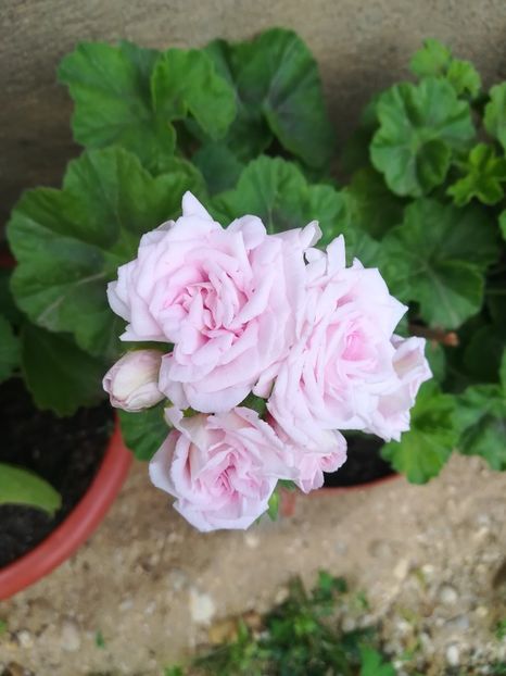 Milfield Rose - A-Muscate 2020