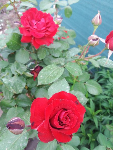  - Trandafiri 2020 G2