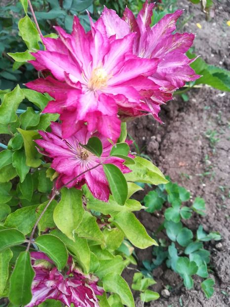 Kaen - A-Gradina 2020