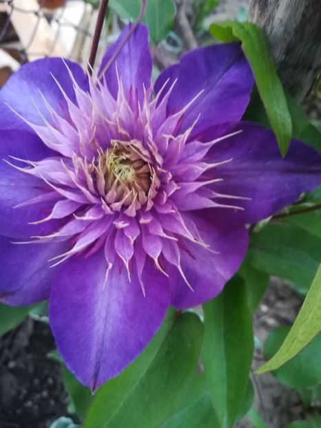 Multi Blue - A-Gradina 2020