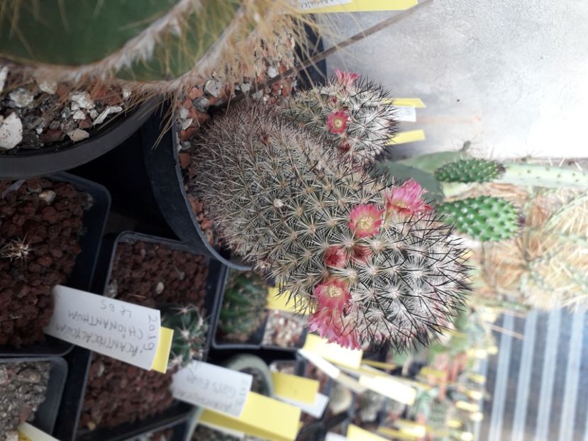 Mammillaria microhelia - Cactusi înfloriti 2020