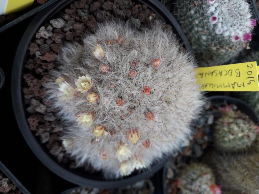 Mammillaria bocasana flori galbene - Cactusi înfloriti 2020