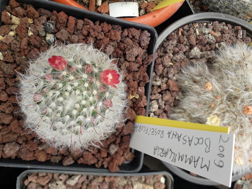 Mammillaria bocasana v roseiflora - Cactusi înfloriti 2020