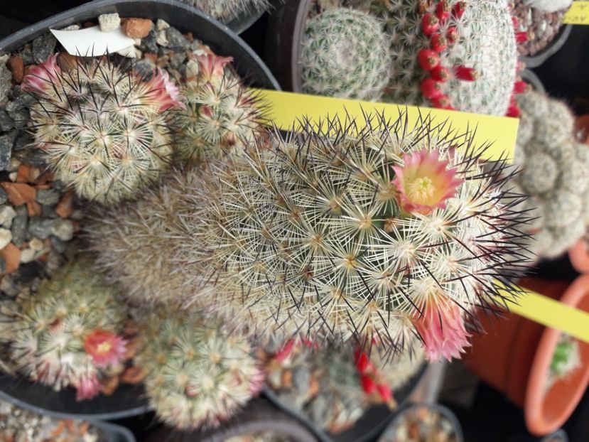 Mammillaria microhelia - Cactusi înfloriti 2020