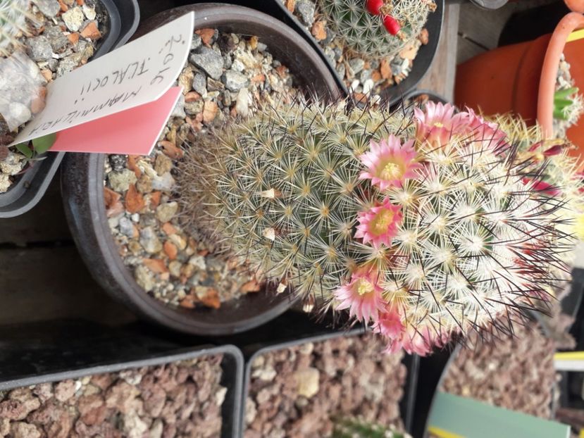 Mammillaria microhelia - Cactusi înfloriti 2020