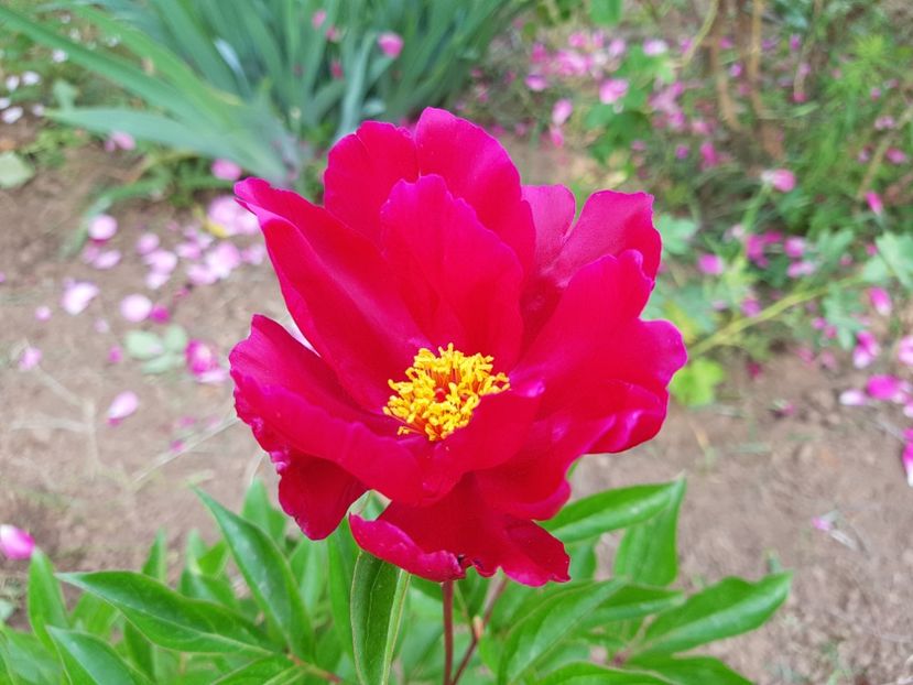 Trebuia sa fie Eden's perfume :-))) de la Lukon - 2020 Bujori