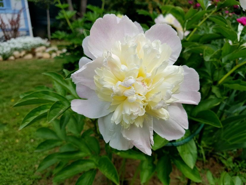 Raspbery Sundae - 2020 Bujori