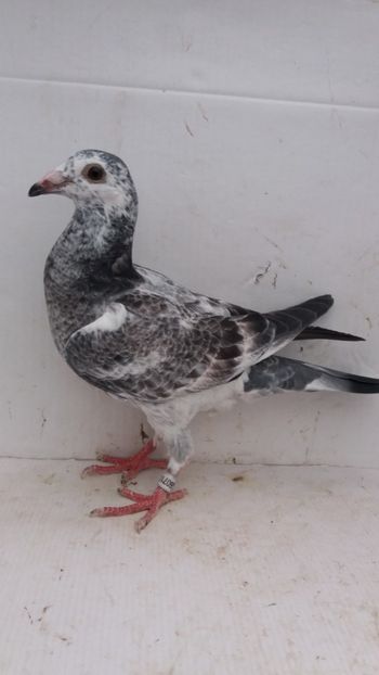 vandut - De vanzare voiajori pui 2020