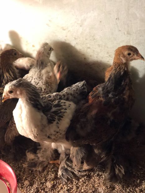 3363BCAD-20C1-455D-A9C3-7A1DE5B6302B - Seria 3 - aprilie