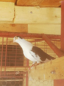  - De vânzare Gălățeni De zbor fără joc