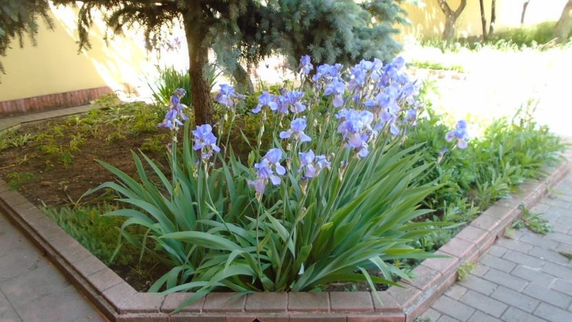 Tufe de irisi - Primavara 2020