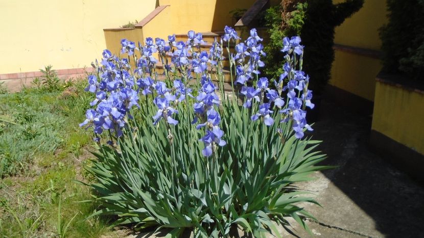 Tufe de irisi - Primavara 2020