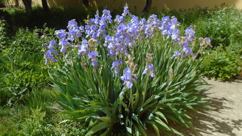 Tufe de irisi - Primavara 2020