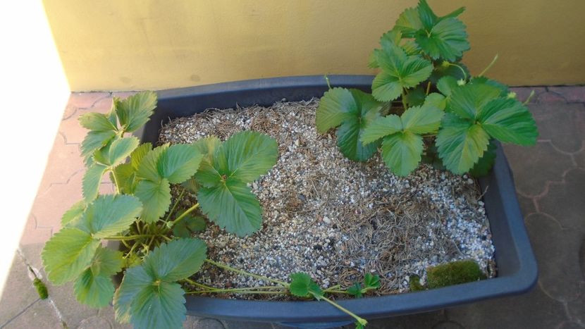 Capsuni - Primavara 2020