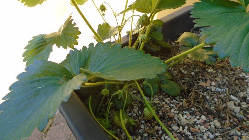 Capsuni - Primavara 2020