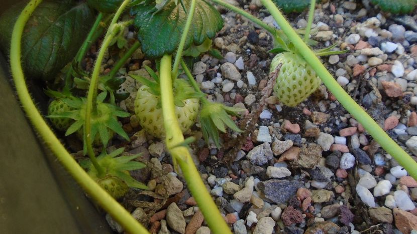 Capsuni - Primavara 2020