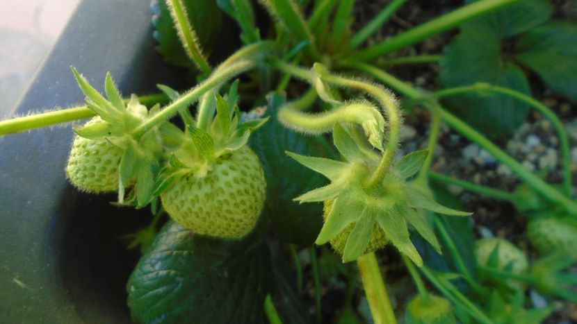 Capsuni - Primavara 2020