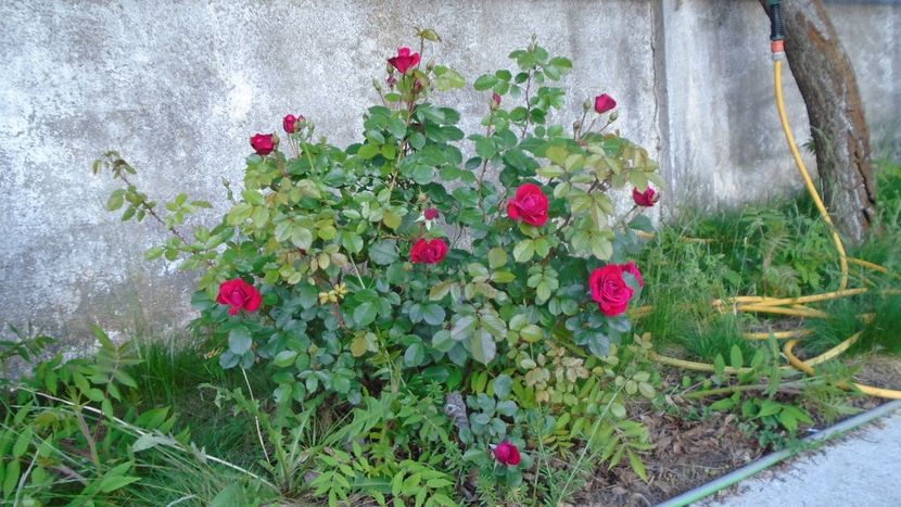 Trandafiri - Primavara 2020