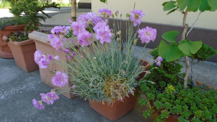 Garofite - Primavara 2020