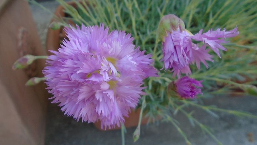 Garofite - Primavara 2020