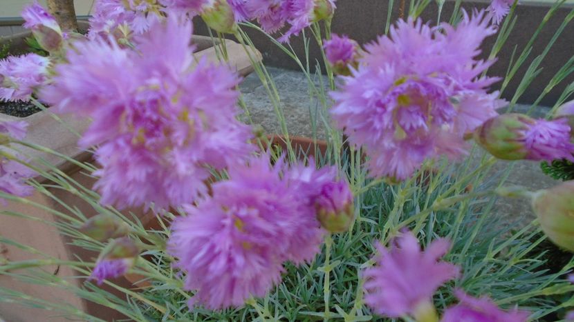 Garofite - Primavara 2020