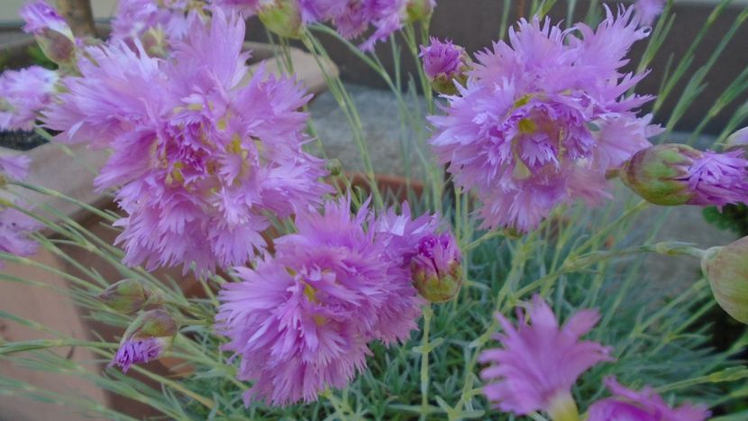 Garofite - Primavara 2020