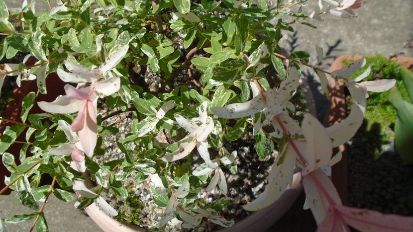 Salix integra Hakuro Nishiki - Primavara 2020