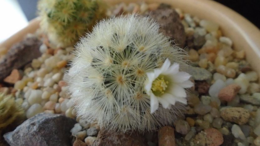 Mammillaria carmenae f. albiflora - Cactusi 2020 evolutie