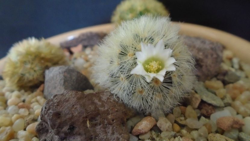 Mammillaria carmenae f. albiflora - Cactusi 2020 evolutie