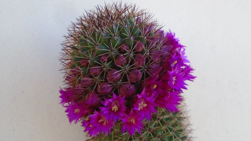 Mammillaria backebergiana - Cactusi 2020 evolutie