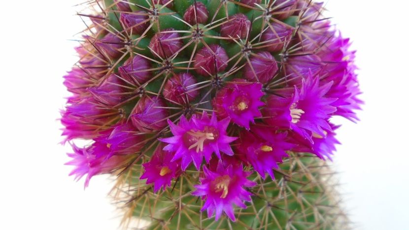 Mammillaria backebergiana - Cactusi 2020 evolutie