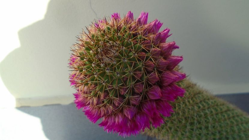 Mammillaria backebergiana - Cactusi 2020 evolutie