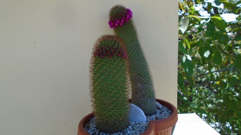 Mammillaria backebergiana - Cactusi 2020 evolutie