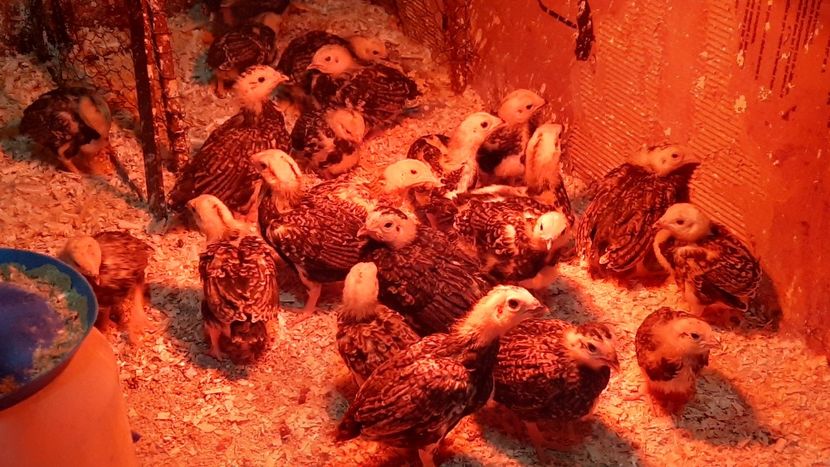  - Pui și tineret 2020