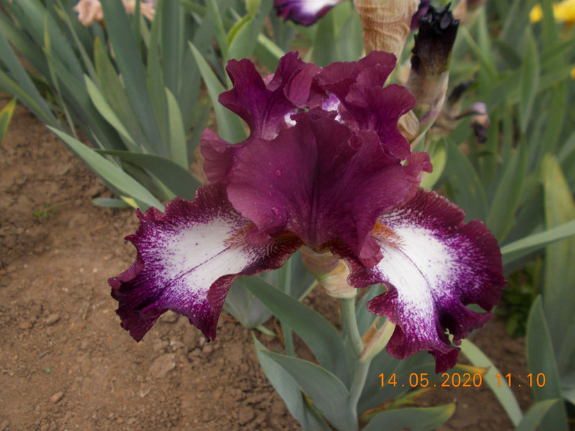 pr-r6,3-tennison ridge-12 - IRISI INALTI SI MEDII DISPONIBILI IN 2023 capitol 2