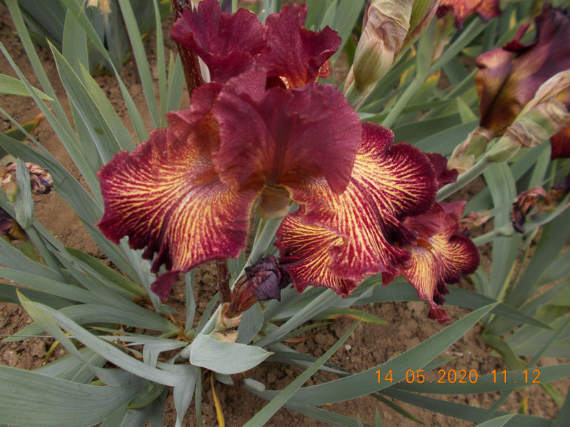 pr-r6,6-double vision-15 - IRISI INALTI SI MEDII DISPONIBILI IN 2023 capitol 2