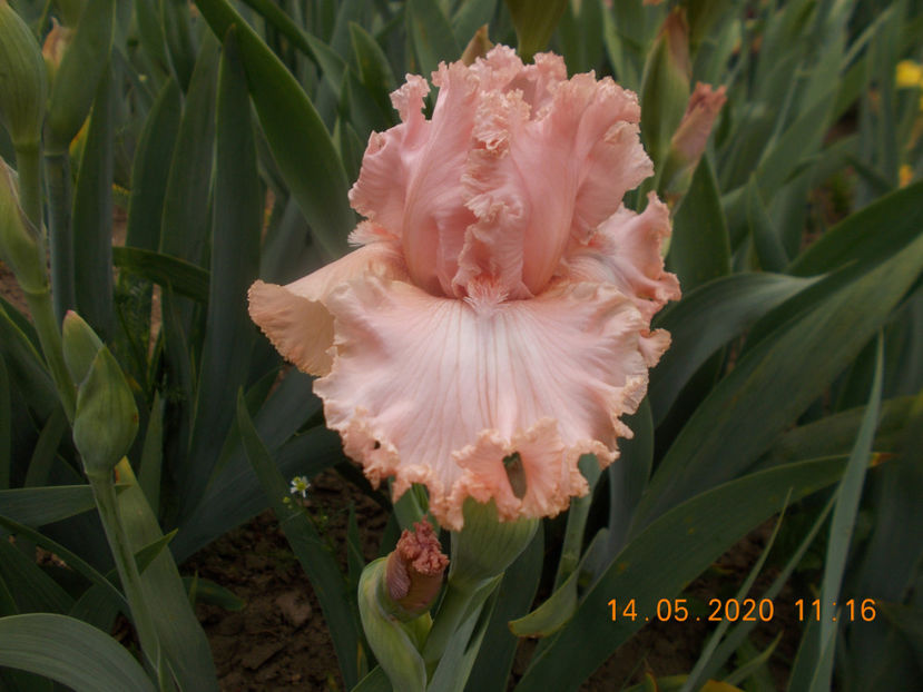 pr-r6,7-lotus land-18 - IRISI INALTI SI MEDII DISPONIBILI IN 2023 capitol 2