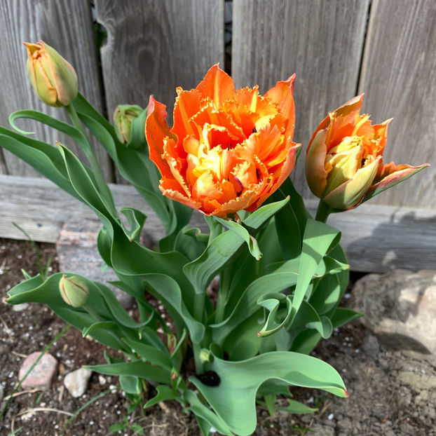  - Jurnalul gradinii 2020