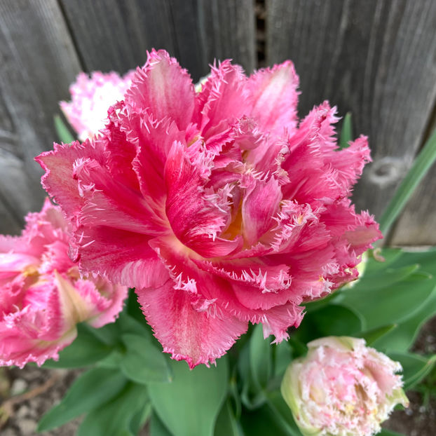  - Jurnalul gradinii 2020