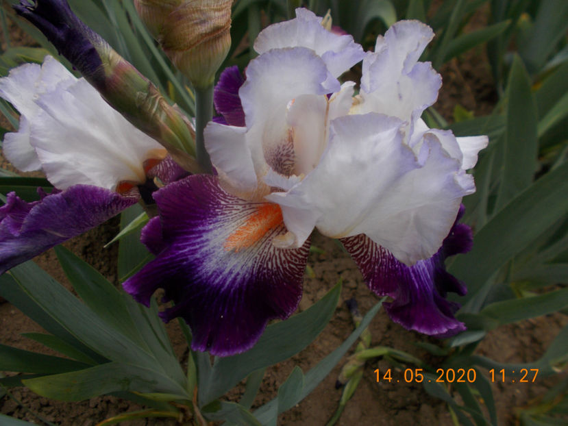 pr-r7,6-impression de jouy-12 - IRISI INALTI SI MEDII DISPONIBILI IN 2023 capitol 2