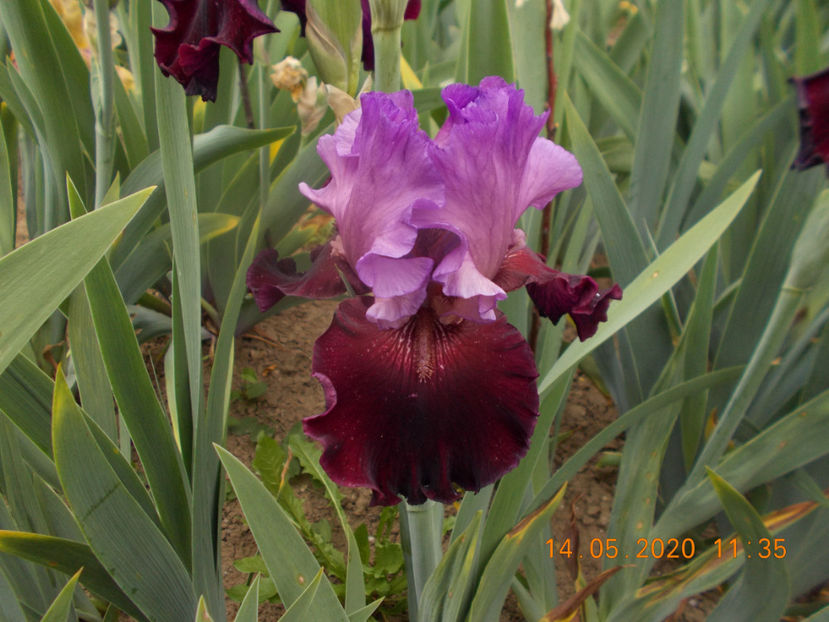 italian velvet-10 - IRISI INALTI DISPONIBILI-2021