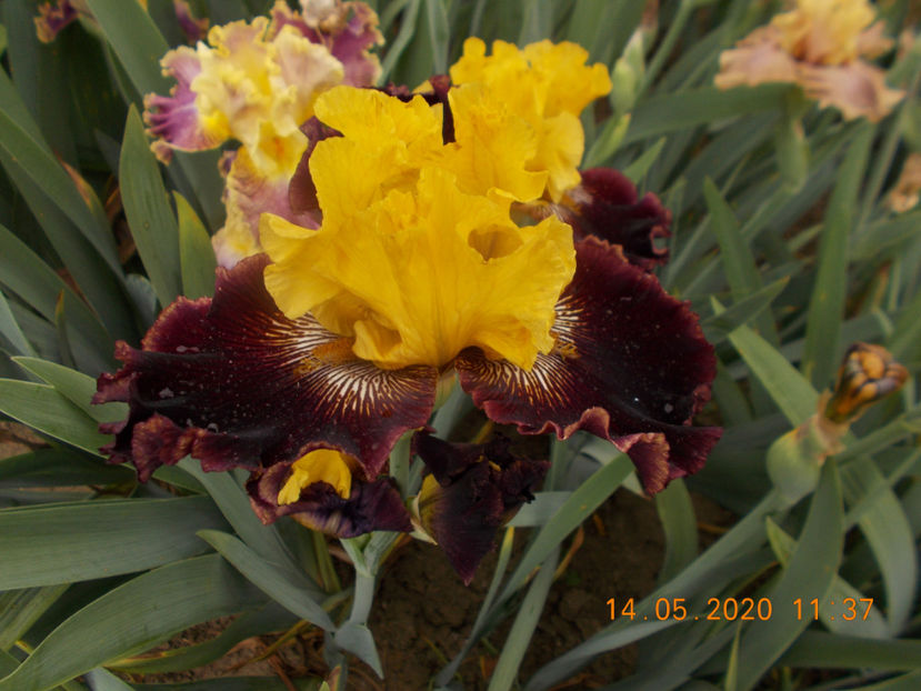 pr-r9,2-dadas pirate-15 - IRISI INALTI SI MEDII DISPONIBILI IN 2023 capitol 2